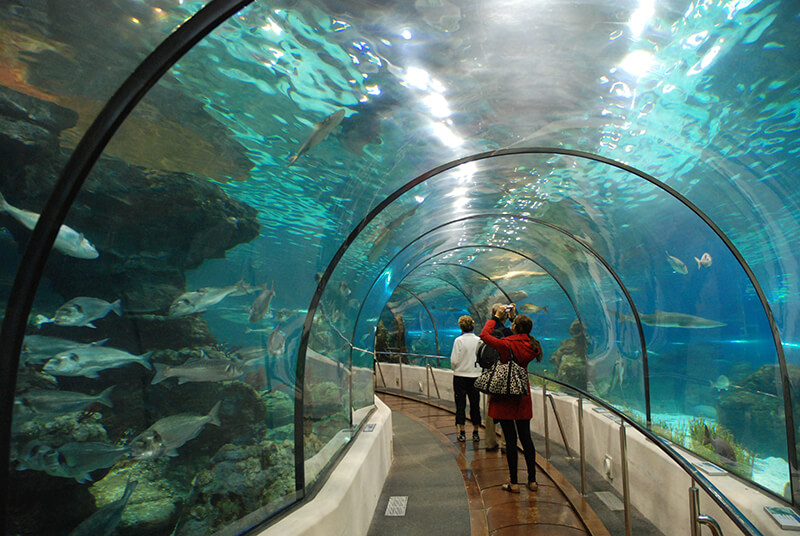 Thủy cung Vinpearl Aquarium Times City – Địa điểm vui chơi hấp dẫn ở Hà Nội